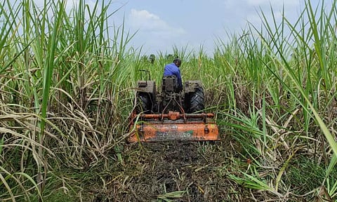 Farmer Chakrapani destroying his standing cane crop near Cheyyar in Tiruvannamalai district