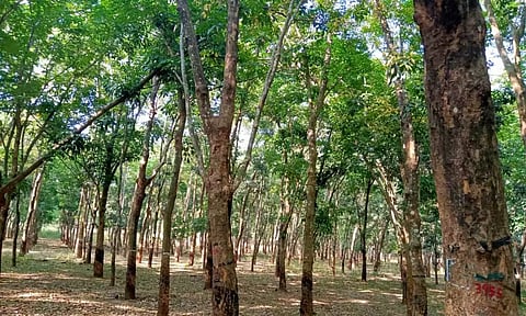 A rubber plantation at Keeriparai in Kanniyakumari district
