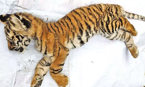 One of the tiger cubs that died in The Nilgiris