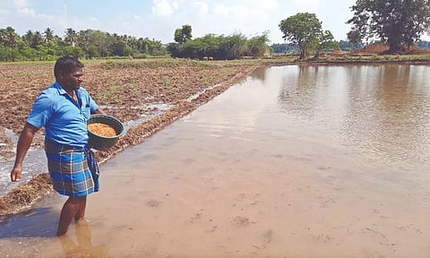 Farmers engaged in samba sowing in rain-fed Tiruvaiyaru region.