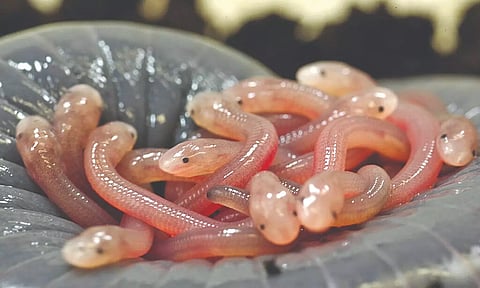 Representative image (File)