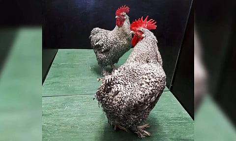 Representative image