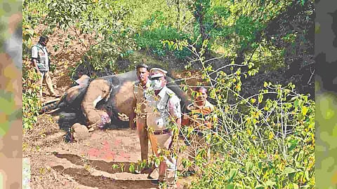 Forest department staff near the carcass of the gunned down elephant