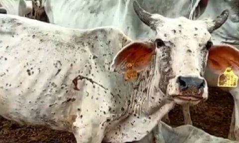 Representative Image (IANS)