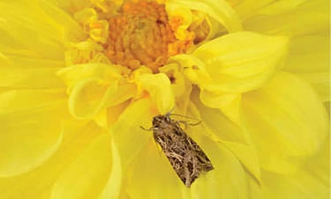 Representative image