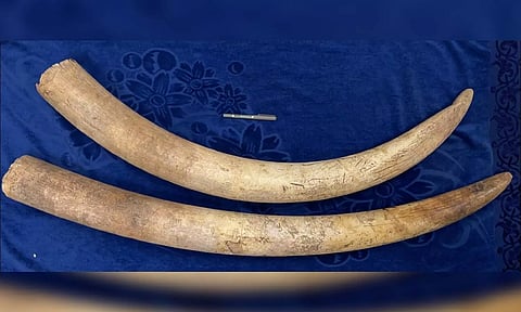Seized elephant tusks from a three-member gang in Srivilliputhur.