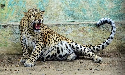 Representative Image (ANI)