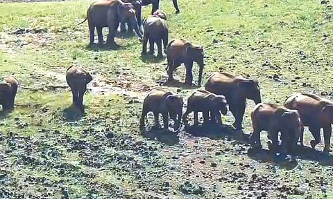 An elephant herd in the catchment area of Sholayar dam in Valparai