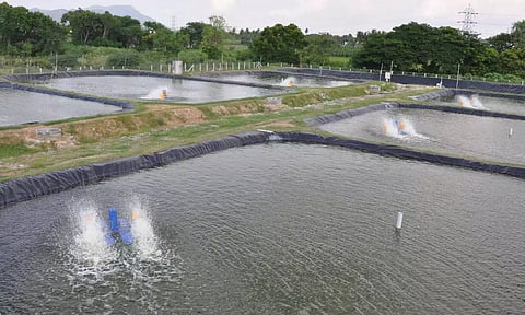 Representative image (Photo: TN Fisheries Department)