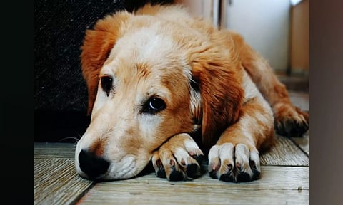 Representative Image (Image: ANI)