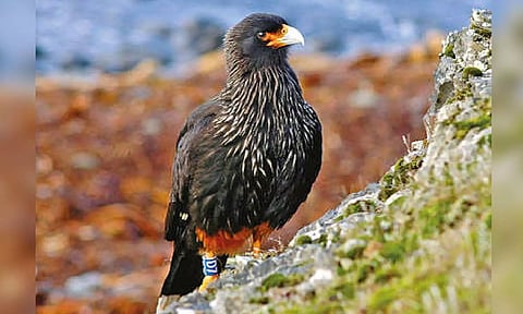 Freakishly smart falcons run these islands