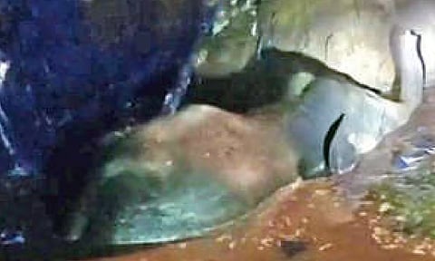 An elephant calft, which slipped into a farm pond in Madukkarai forest range