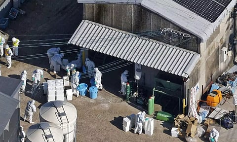 An aerial view shows officials wearing protective suits cull chickens at a poultry farm (Photo: Reuters)