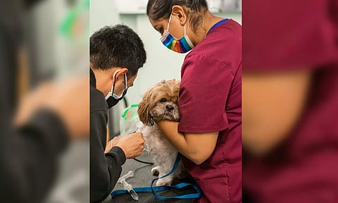 New Leap of Life Could a drug give your pet more dog years?