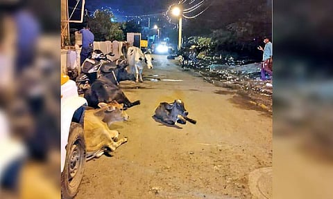 On occasions narrow stretches are completely blocked by stray cattle, allege local residents