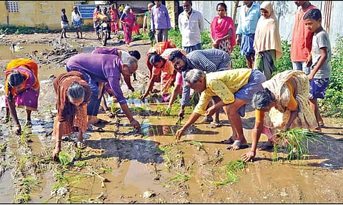 Residents plant paddy seedlings on road in Vellore to protest against civic body