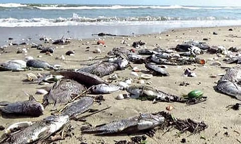  Thousands of dead fish