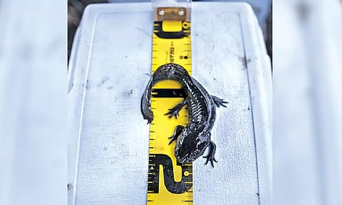 Representative Image