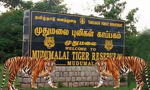 Mudumalai Tiger Reserve