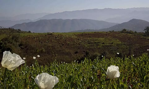 Flourishing poppy fields in Myanmar (Photo: AP)