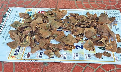 Pangolin scales meant for smuggling seized in Courtallam, three arrested