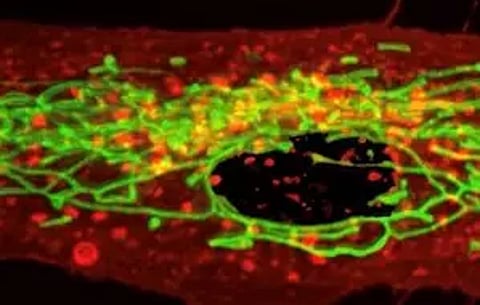 Representative image (IANS)