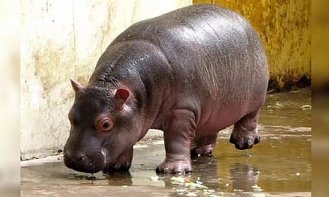 Representative Image (IANS)