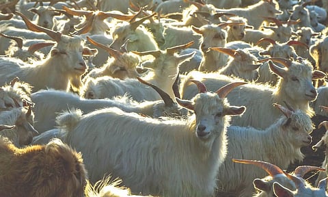 Ecological footprint: This holiday, consider the true cost of cheap cashmere