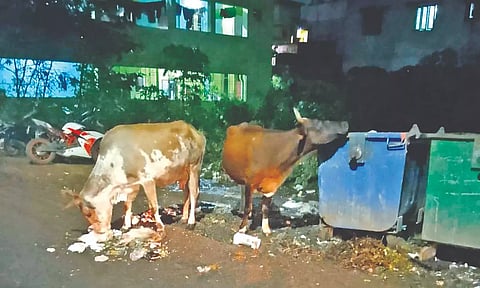 Stray cattle eating out of garbage bins in the area.