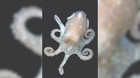 Small octopus