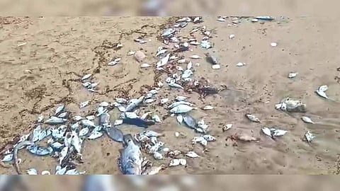 Hundreds of dead fish have washed ashore near Periyakuppam and Chinnakuppam where the plant is located