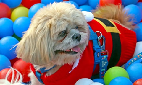 Representative Image (IANS)