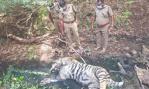 File photo of a tiger carcass