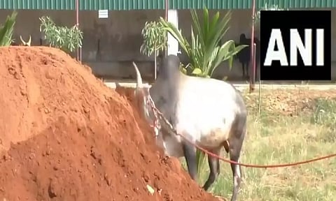 Preparations underway for Jallikattu in Tamil Nadu's Madurai (ANI)
