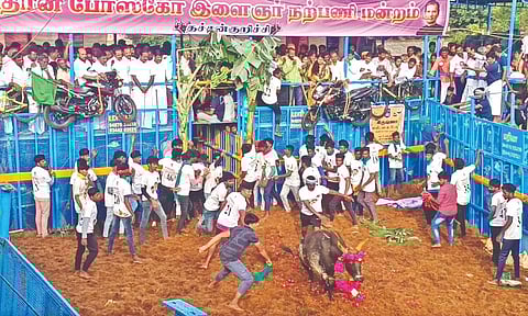 Men taming the bulls at the annual jallikattu event at Thatchankurichi in Pudukkottai on Saturday