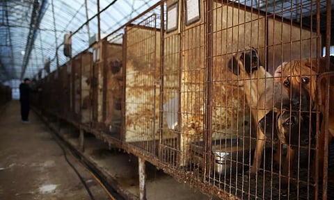 Dogs look on from their cages at a dog meat farm in Hwaseong, South Korea (Photo: Reuters)