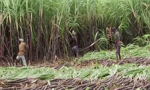 Sugarcane harvest in Madurai