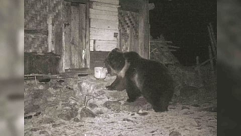 A rare Tibetan brown bear species