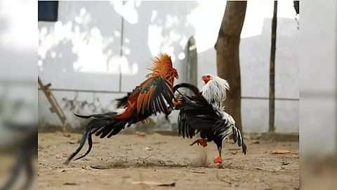 Annual Sankranti cockfight extravaganza