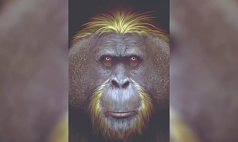 The biggest ape that ever lived was not too big to fail