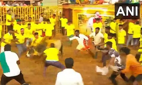 Bull-taming sport Jallikattu commences at Periya Suriyur village in Tiruchy (ANI)