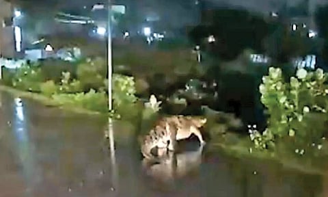 Crocodile crossing a road in Perungalathur during the cyclone