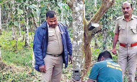 Forest department staff fix cameras to monitor the leopard