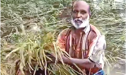 Farmer with damaged samba crops in Mayiladuthurai