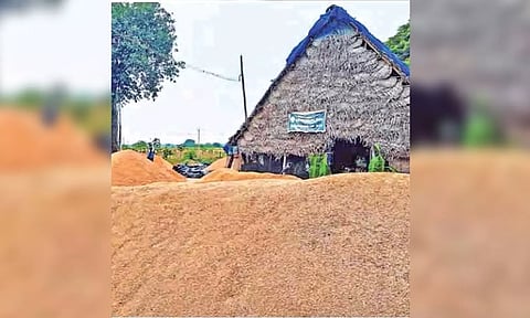 Kuruvai yield down by 20% due to poor supply of Mettur water