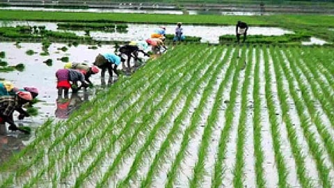 Representative Image (Photo/IANS)