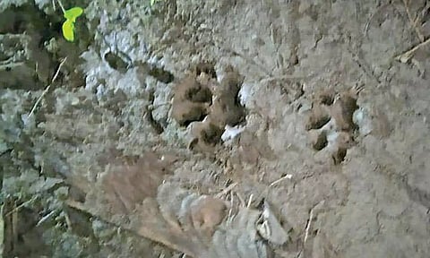 Pug marks of a leopard found at a farm in Sathyamangalam