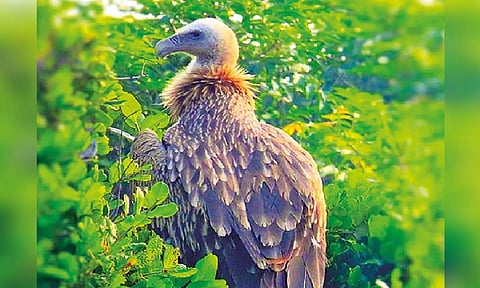 The Himalayan Vulture (File)