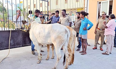 Bulls tied to the Tirupattur collectorate gate by the irked owner in protest