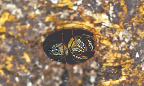 Representative image